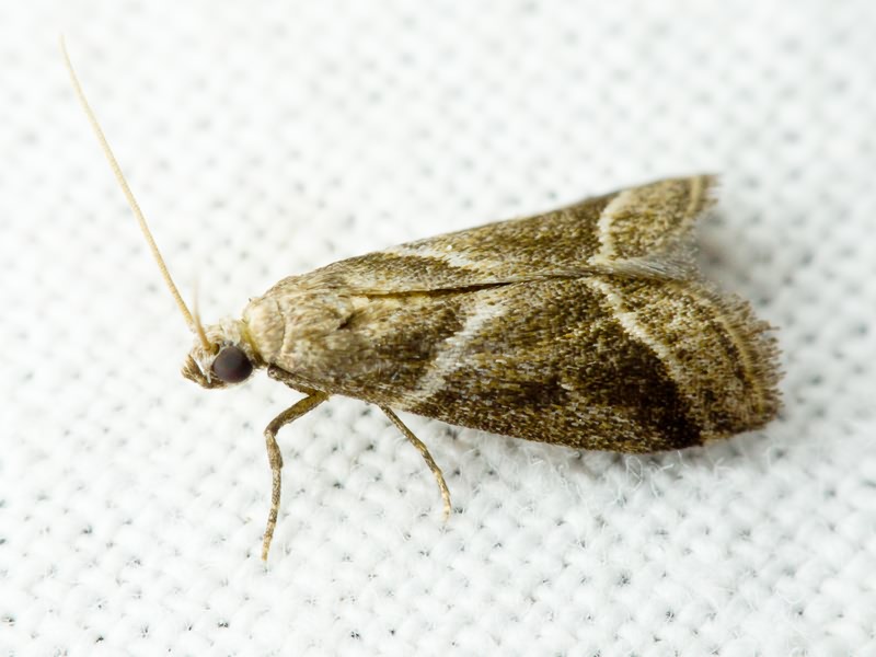 Nyctegretis lineana